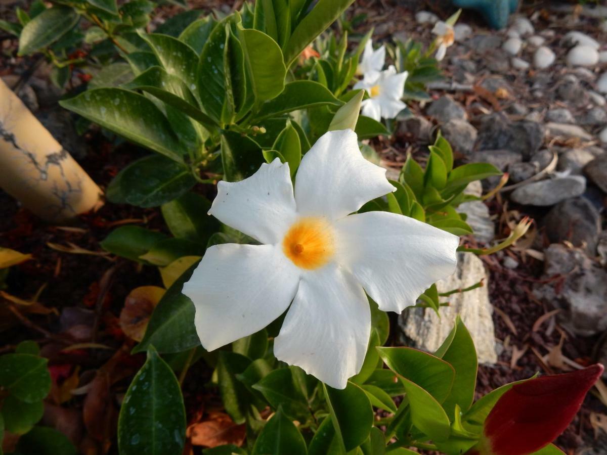 Finca Florida サンミゲル・デ・アボナ エクステリア 写真